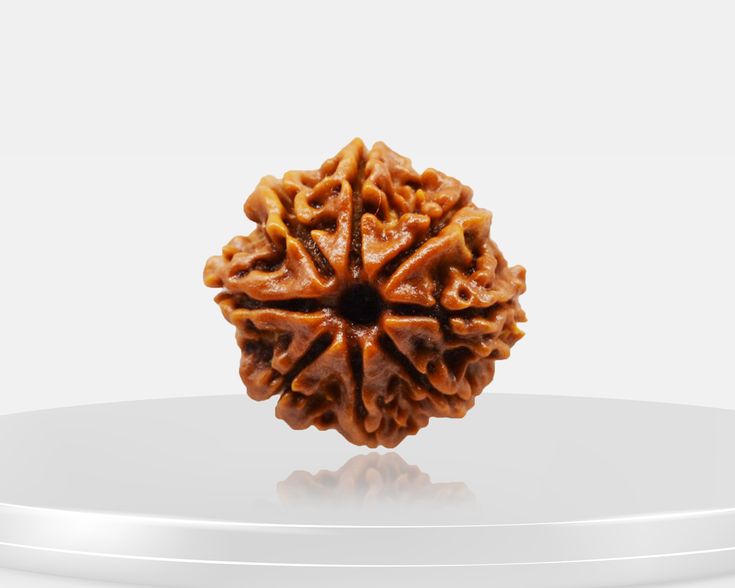 8 Mukhi Rudrakasha (Indonesian)