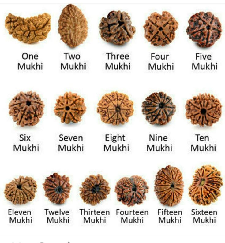 6 Mukhi Rudrakasha (Nepali)