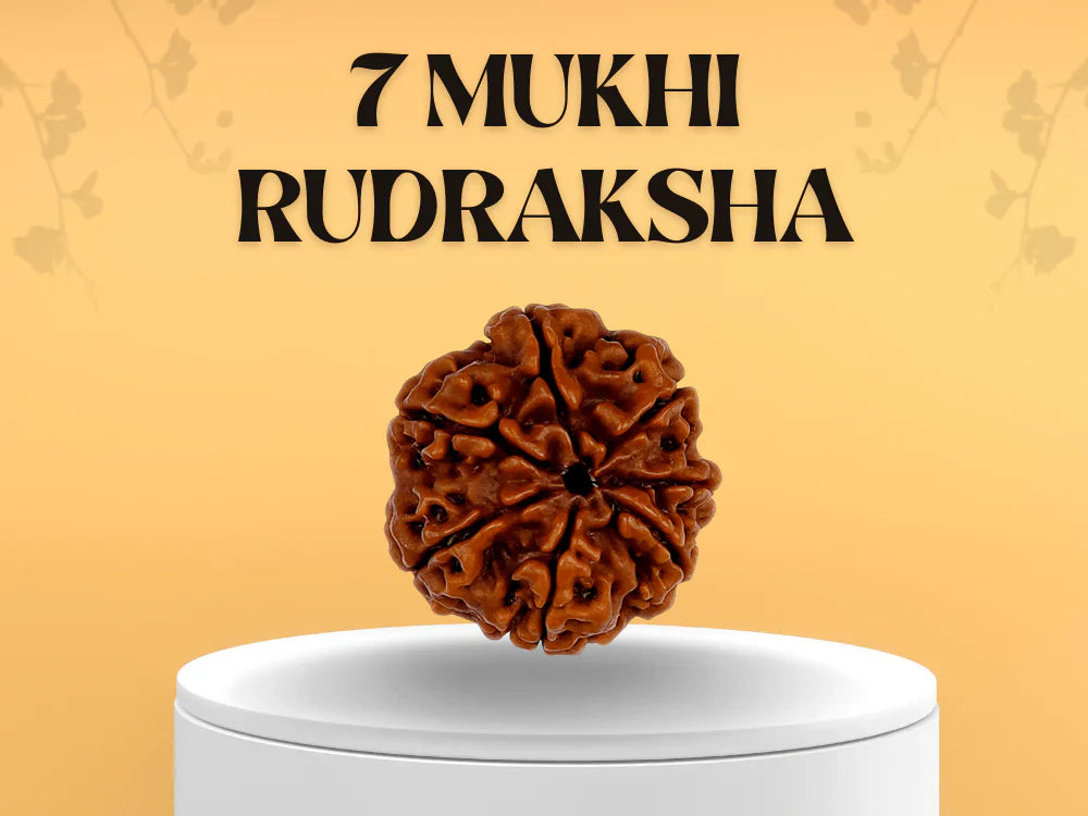 7 Mukhi Rudrakasha (Nepali)
