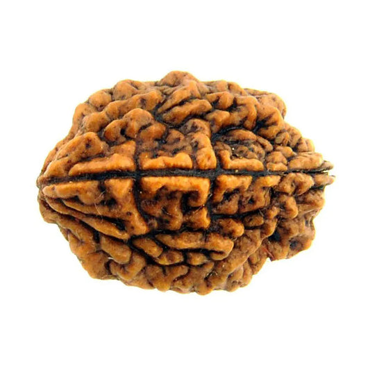 2 Mukhi Rudrakasha (Indian)