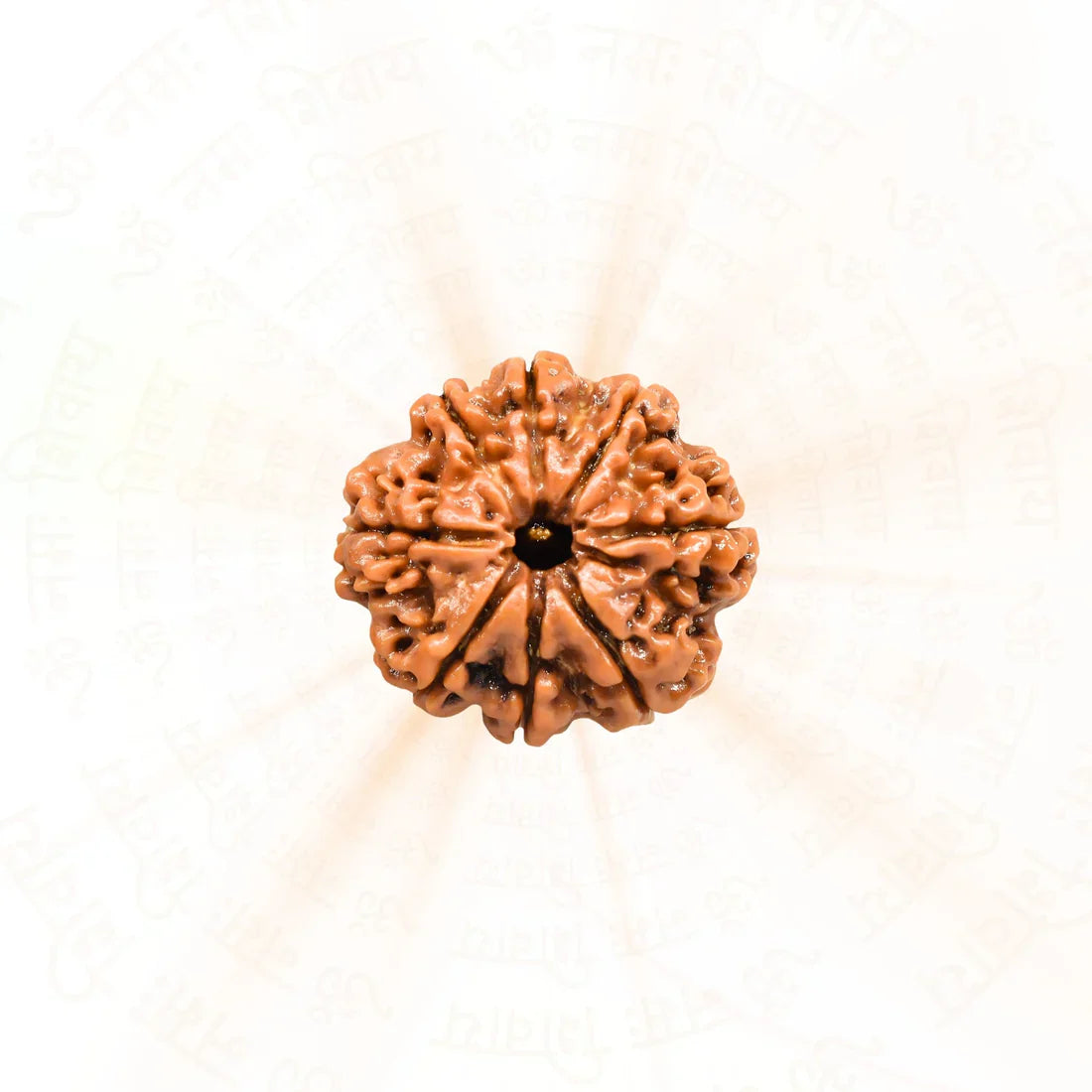 8 Mukhi Rudrakasha (Indonesian)
