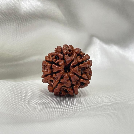 8 Mukhi Rudrakasha (Nepali)
