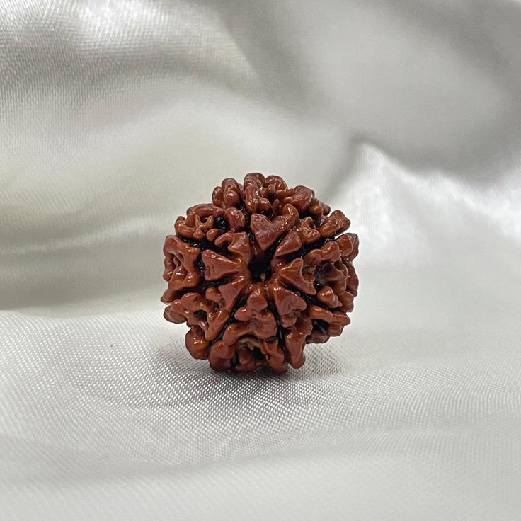 8 Mukhi Rudrakasha (Indonesian)