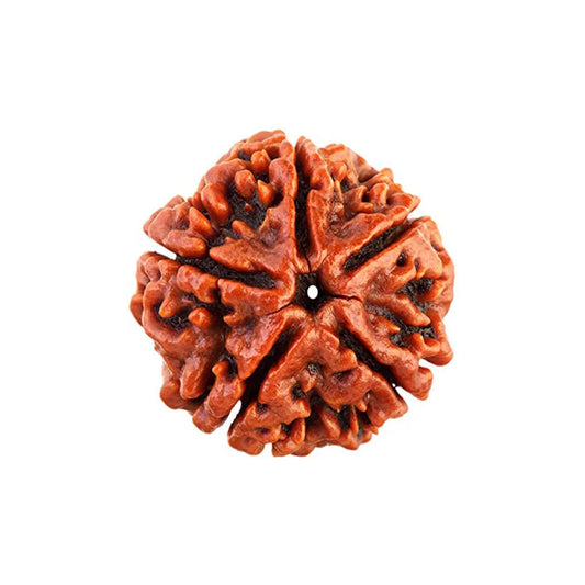 5 Mukhi Rudrakasha (Nepali)