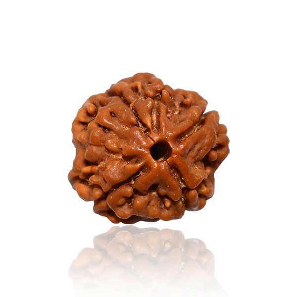 4 Mukhi Rudrakasha (Nepali)