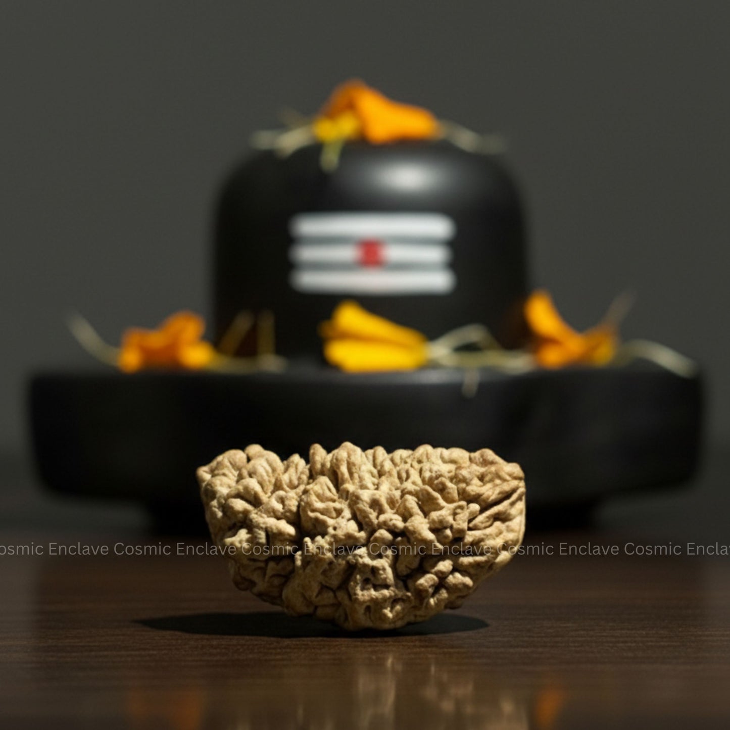 1 Mukhi Rudraksha (Chandrakaar) (For Attracting Wealth, Confidence & Focus)
