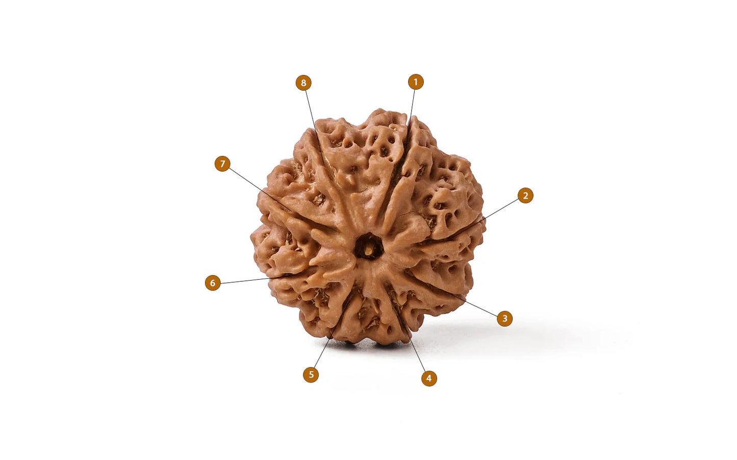 8 Mukhi Rudrakasha (Indonesian)