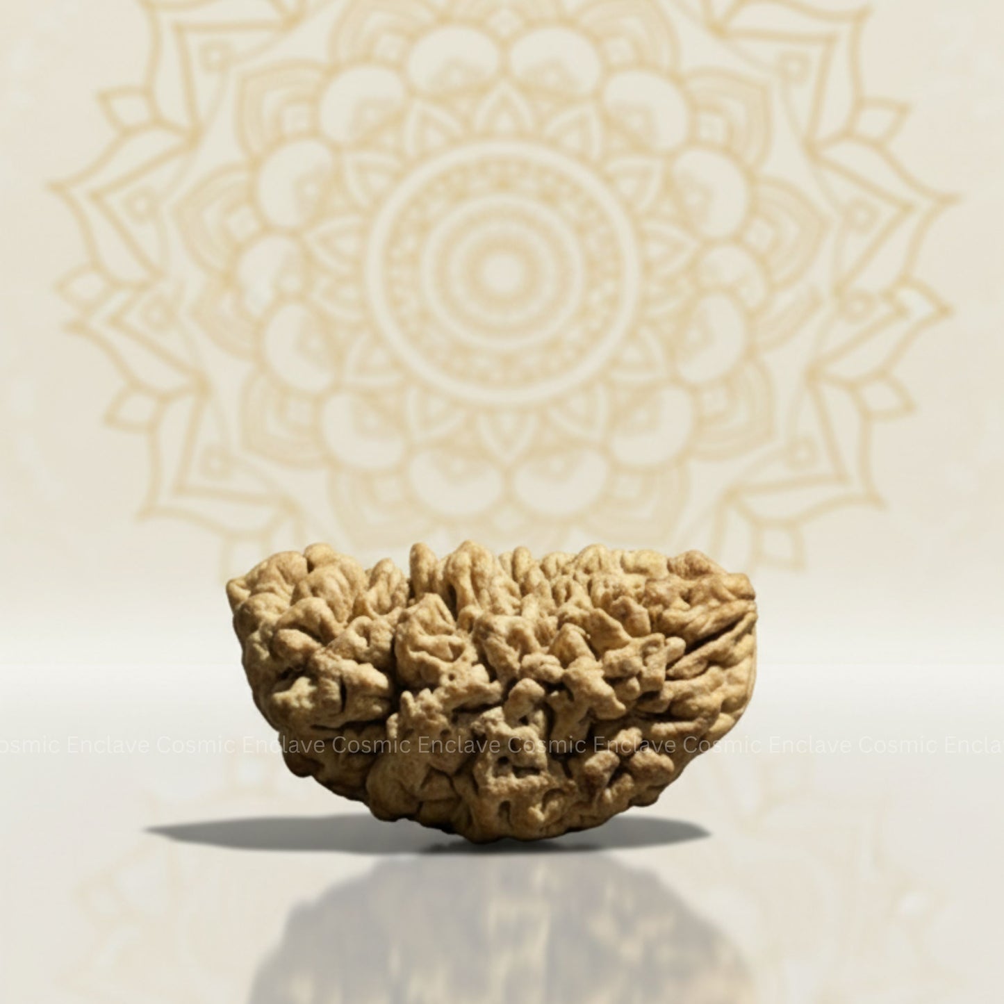 1 Mukhi Rudraksha (Chandrakaar) (For Attracting Wealth, Confidence & Focus)