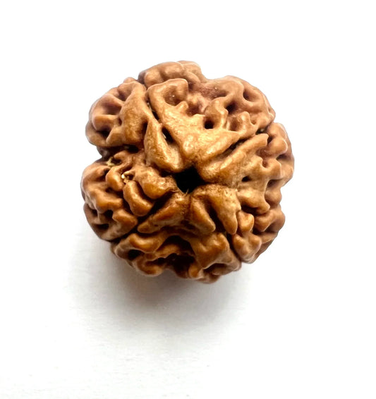 4 Mukhi Rudrakasha (Nepali)
