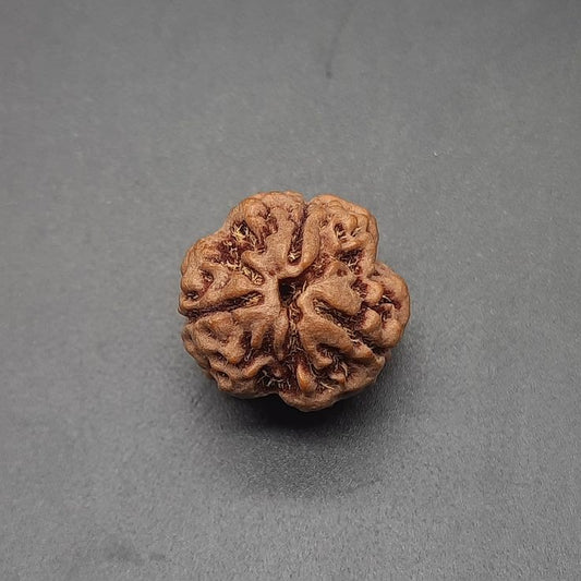 3 Mukhi Rudrakasha (Nepali)