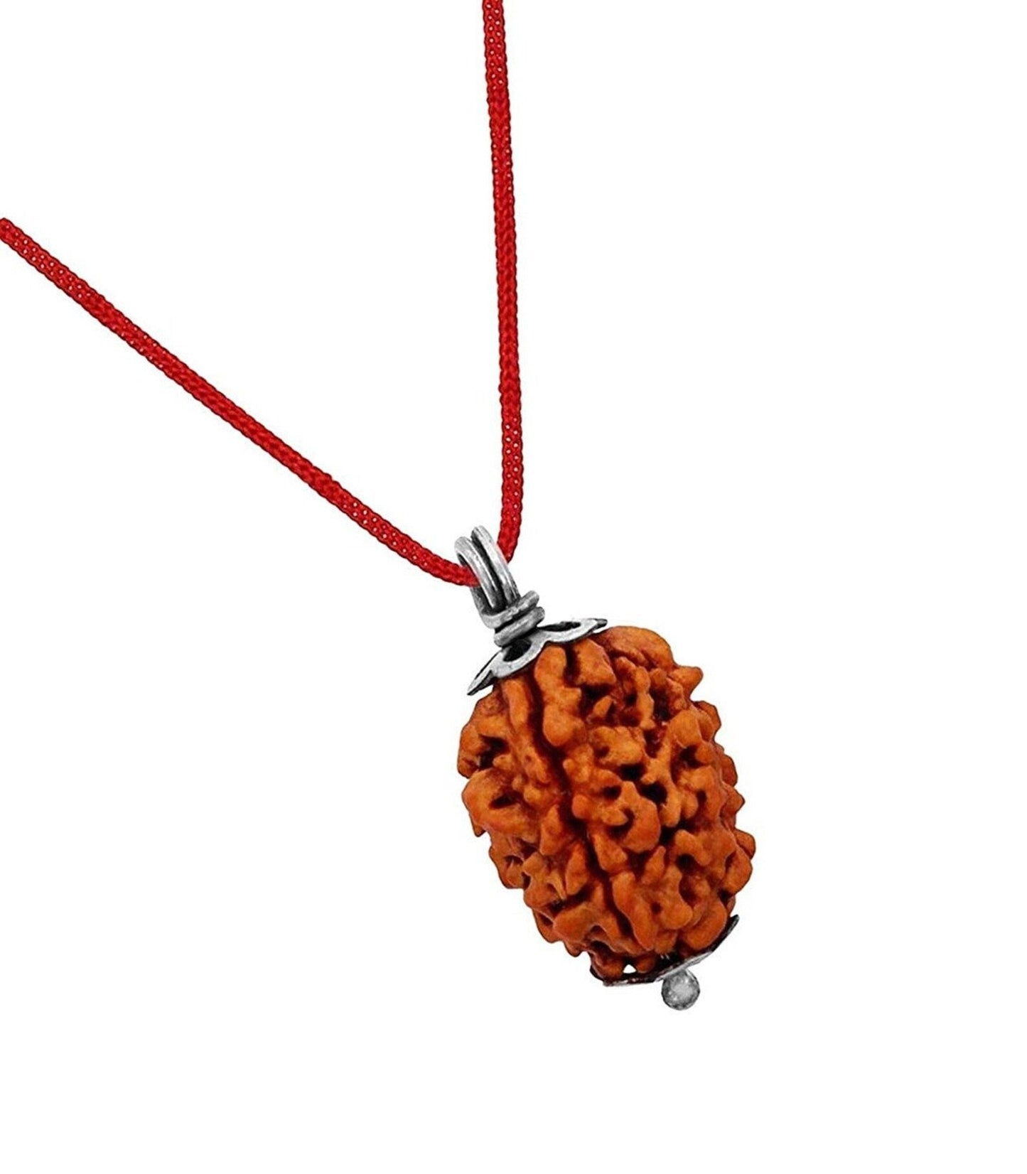 2 Mukhi Rudrakasha (Indian)