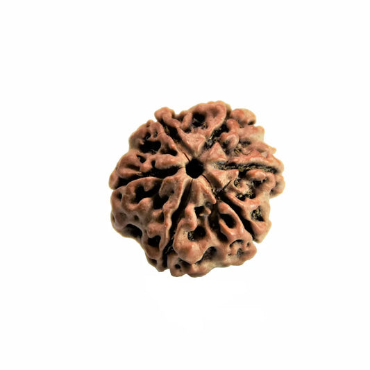 6 Mukhi Rudrakasha (Nepali)
