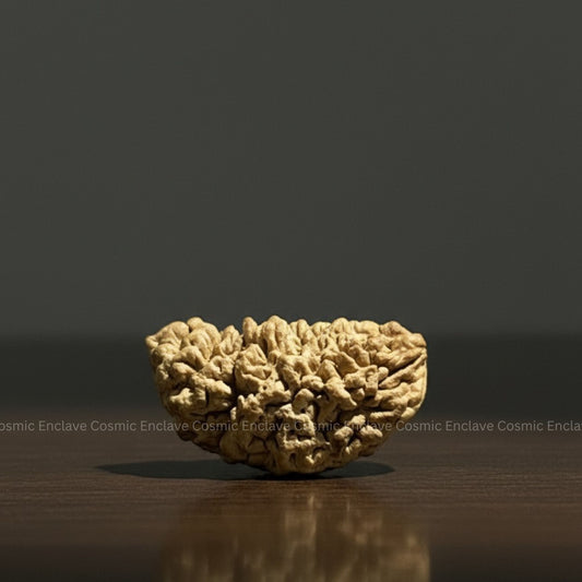 1 Mukhi Rudraksha (Chandrakaar) - Indian Origin