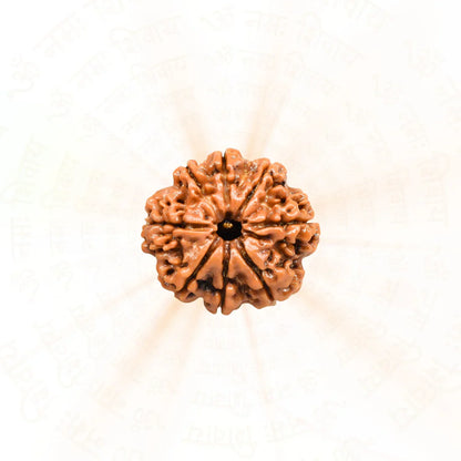8 Mukhi Rudrakasha (Indonesian)