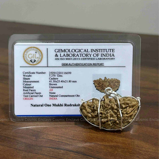 1 Mukhi Rudraksha (Chandrakaar) (For Attracting Wealth, Confidence & Focus)