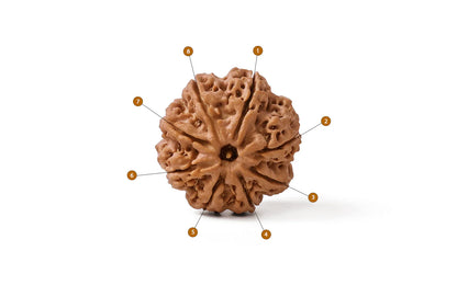 8 Mukhi Rudrakasha (Indonesian)