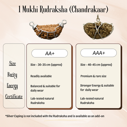 1 Mukhi Rudrakasha (Chandrakaar)  - Indian Origin - Certified