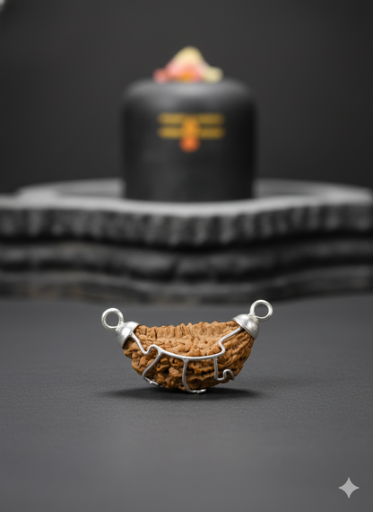 1 Mukhi Rudrakasha (Chandrakaar)  - Indian Origin - Certified